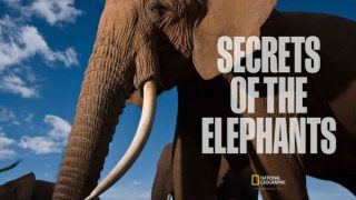 Secrets of the Elephants